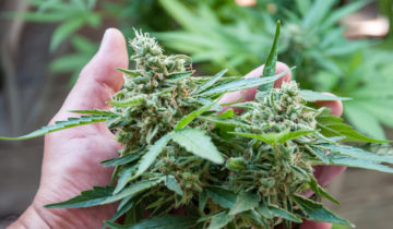 When To Harvest Weed – How To Know When It’s Harvest Time