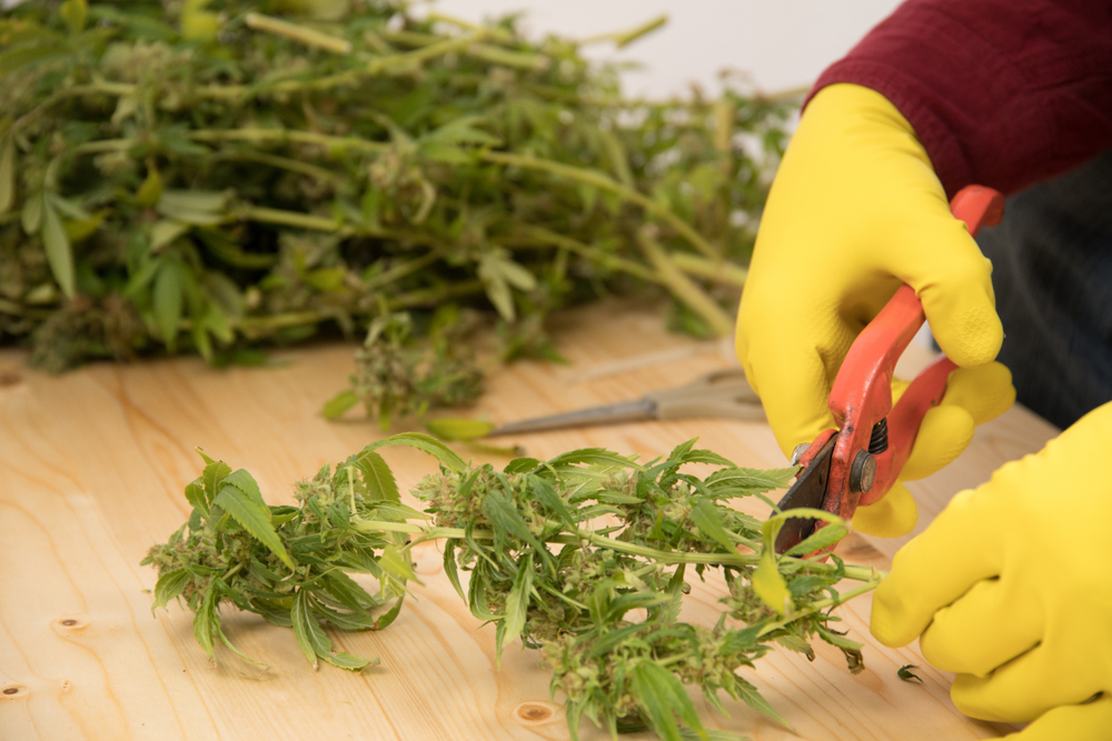 when to harvest weed tips