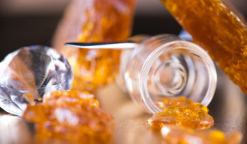 Distillate vs Shatter – Differences and Similarities Explained